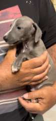 Italian Greyhound Pups Purebred