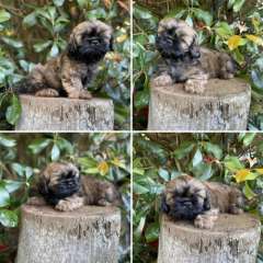 Purebred Shih Tzu Pups - 1 x Male &amp; 1 x Female