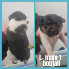 Purebred mini foxys ready from 9th august 2025