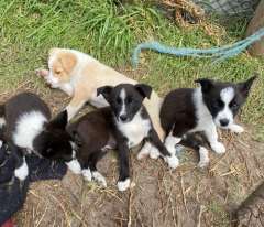 Border Collie pups 