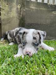 American Bulldog Puppies
