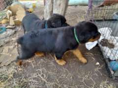 purebred rottweiler pups for sale