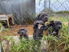 Cane Corso Puppies