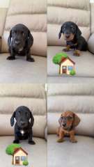 2 LEFT ! Assorted dachshunds ready NOW ! 