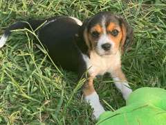 Beautiful Beaglier puppies 