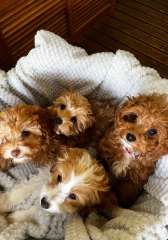 1st Generation Cavoodle Puppies