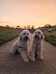 EOI: F2 Groodle (Golden Doodle) Puppies - Males &amp; Females