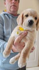 Beagle x groodle puppies 