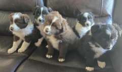 Border collie
