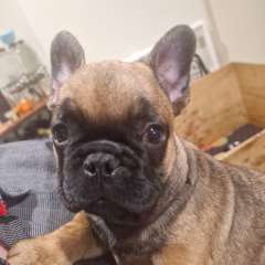 French Bulldog Pups ANKC