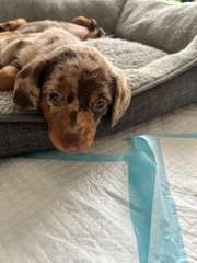 Mini dachshunds long and short hair 