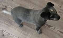 Male Cattle Dog Puppy