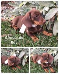 💕🐶Gorgeous Dachshund Puppies🐶💕