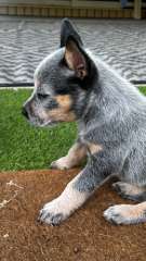 Australian cattle dog pups 