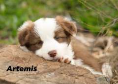 Pedigree Border Collie Puppies 