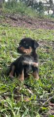 Kelpie cross Blue Cattle Puppies 