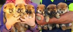PEDIGREE SHIBA INU PUPPIES