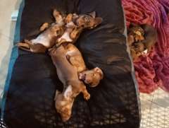 Healthy litter of six beautiful miniature dachshunds.