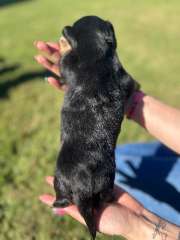 Mini Dachshund